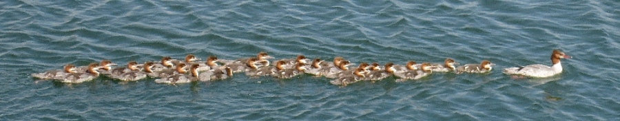hen common merganser with young