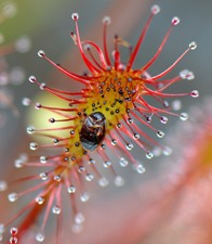 spatulate-leaved sundew