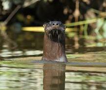 river otter