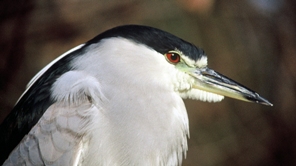 black-crowned night heron