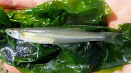 silverside on sea lettuce