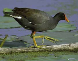 common gallinule