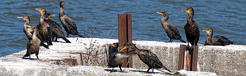 double-crested cormorants