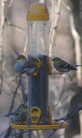 American goldfinches in winter plumage