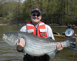 fisherman with 55-pound striper