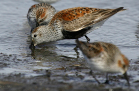 dunlin (center) in spring plumage
