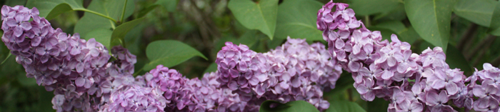 lilac blossoms - courtesy Steve Stanne
