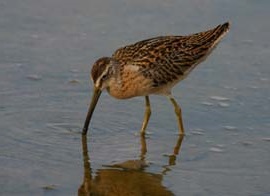 short-billed dowitcher