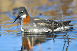 female red-necked phalarope