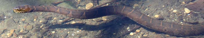 northern water snake courtesy Steve Stanne