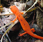 The eastern (red-spotted) newt