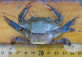 blue crab molting
