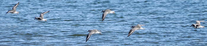 sanderlings in flight
