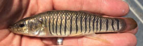 male striped killifish