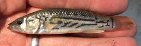 female striped killifish