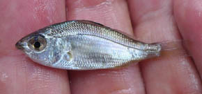 young-of-the-year spotfin mojarra