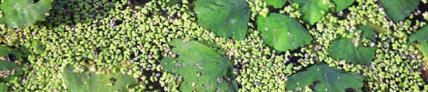 duckweed growing among water chestnut leaves - courtesy Chris Bowser