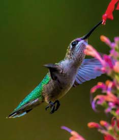 immature ruby-throated hummingbird