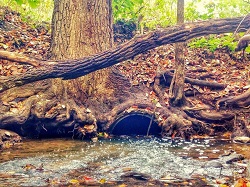 Culvert under a tree