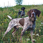 Hunting dogs in the field.
