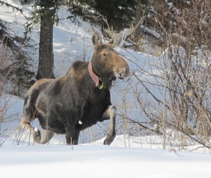 Moose in Winter