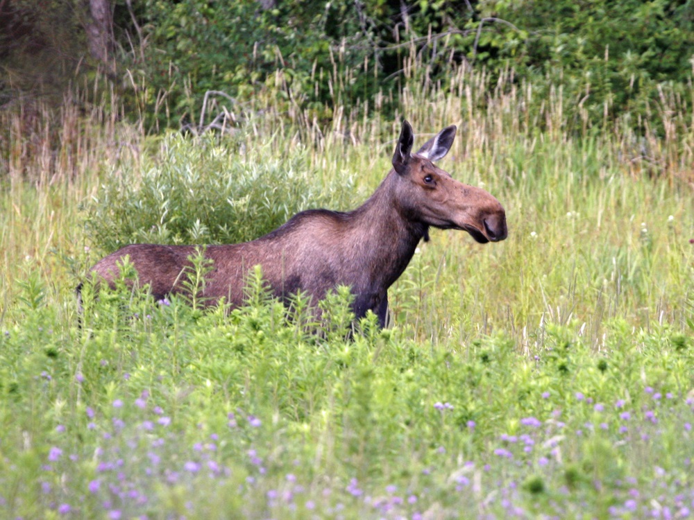 Moose in Brush