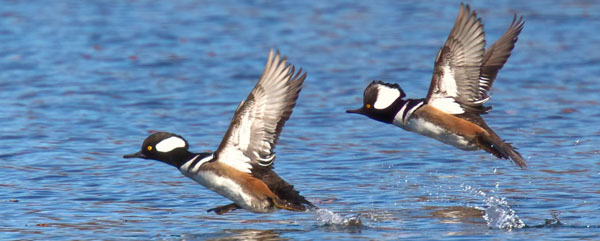 pair of male hooded mergansers - photo courtesy of Terry Hardy
