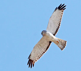 male northern harrier