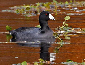 American coot