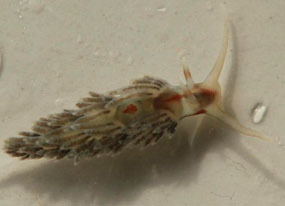 striped nudibranch