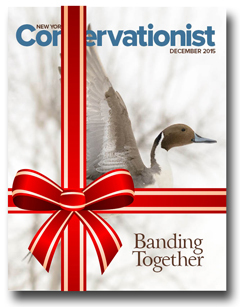 Conservationist Magazine