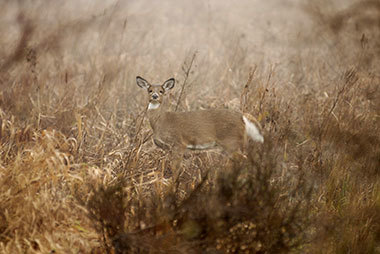 A deer in a field.