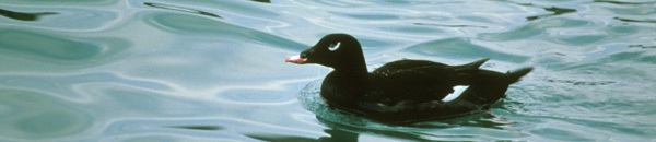 white-winged scoter by Dave Menke, US Fish & Wildlife Service; see 11/9