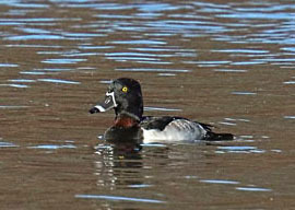 male ring-necked duck