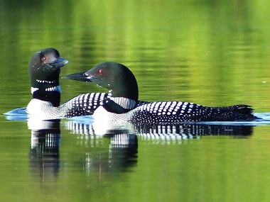 loons in water