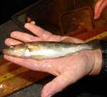 Young-of-year walleye caught from Delta Lake
