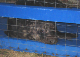 gray seal in cage courtesy Tom Lake