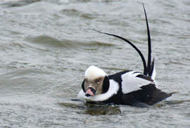 male long-tailed duck