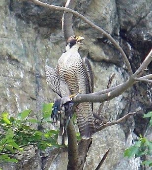 Falcon eating blue jay 