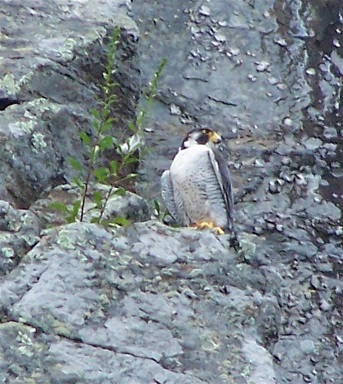 Falcon resting on ledge 