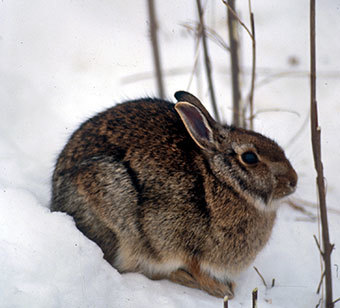 A rabbit in the snow