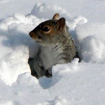 A squirrel in the snow