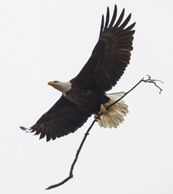 adult bald eagle carrying stick to nest