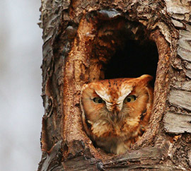 red phase screech owl