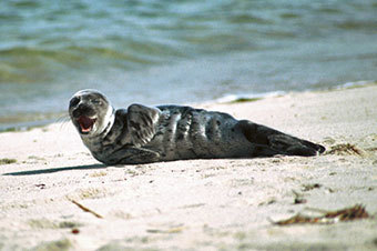 harbor seal laying on the beach