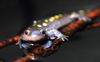 a salamander