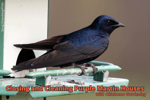 Purple Martin