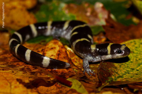 Ringed Salamander