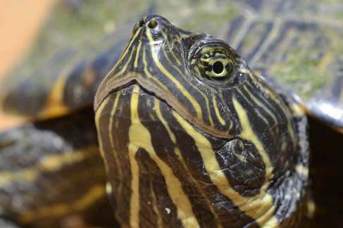 Gulf Cooter