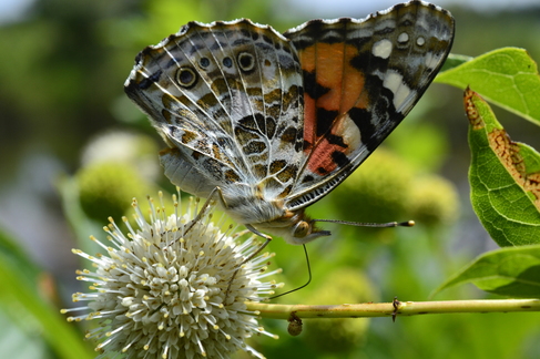 Painted Lady on Buttonbush